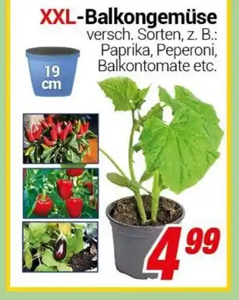 CENTERSHOP XXL Balkongemüse Angebot