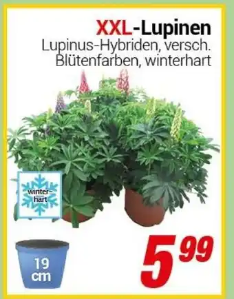 CENTERSHOP XXL Lupinen Angebot