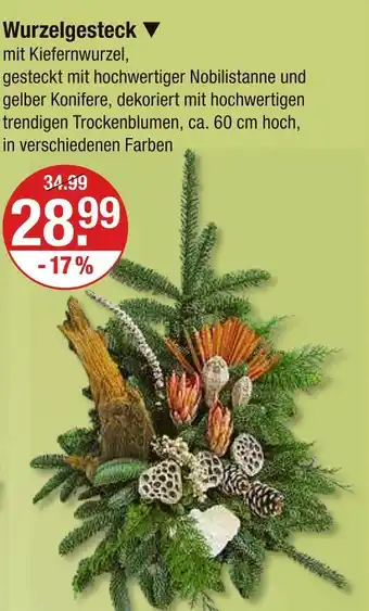 V Markt Wurzelgesteck Angebot