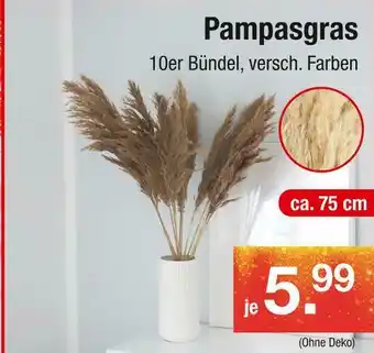 Zimmermann Pampasgras Angebot