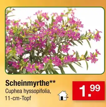 Zimmermann Scheinmyrthe Angebot