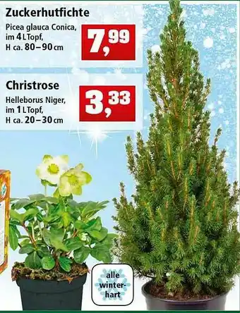 Thomas Philipps Zuckerhutfichte Oder Christrose Angebot