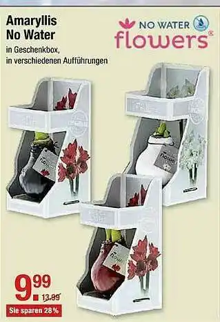 V Markt Amaryllis No Water Flowers Angebot