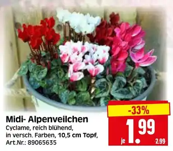 Herkules Baumarkt Midi- Alpenveilchen Angebot