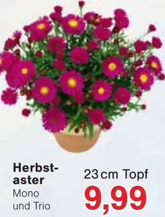 Wiglo Wunderland Herbstaster Angebot