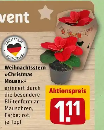 REWE Weihnachtsstern »christmas mouse« Angebot