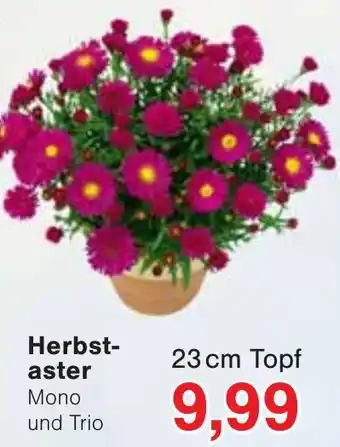 Jawoll Herbstaster Angebot