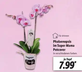 Lidl Phalaenopsis im Super Mama Potcover Angebot