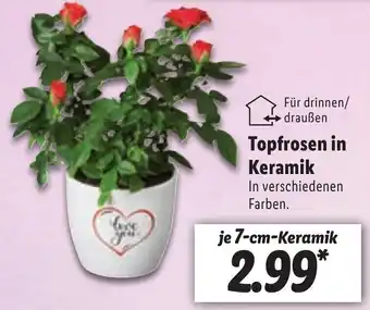 Lidl Topfrosen in Keramik Angebot