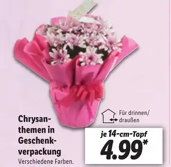 Lidl Chrysanthemen in Geschenkverpackung Angebot