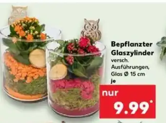 Kaufland Bepflanzter Glaszylinder Angebot
