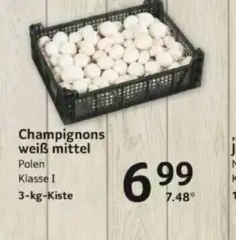 Selgros Champignons Weiß Mittel Angebot