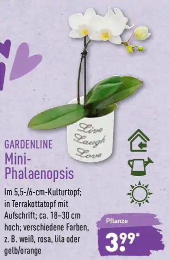 Aldi Nord Gardenline Mini Phalaenopsis Angebot