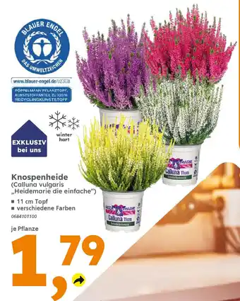 Globus Baumarkt Knospenheide (Calluna vulgaris „Heidemarie die einfache") Angebot