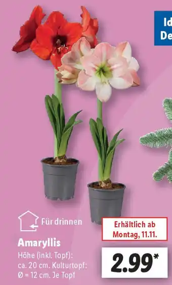 Lidl Amaryllis Angebot