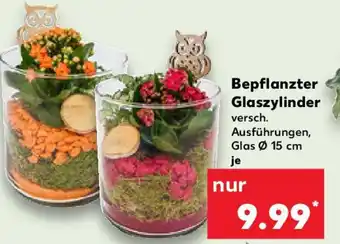 Kaufland Bepflanzter Glaszylinder Angebot