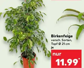 Kaufland Birkenfeige Angebot