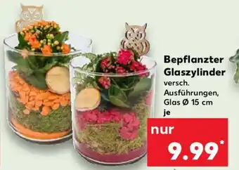 Kaufland Bepflanzter Glaszylinder Angebot