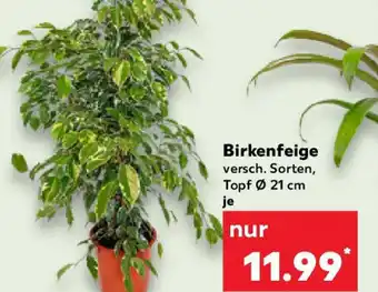 Kaufland Birkenfeige Angebot