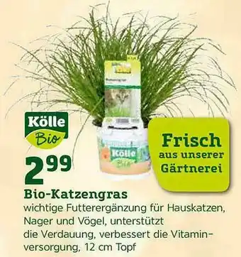 Pflanzen Kölle Bio-katzengras Angebot