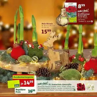 Pflanzen Kölle Kölle's Beste! XL Gewachste Amaryllis Angebot