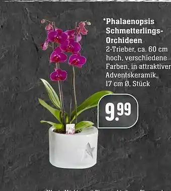 Edeka Phalaenopsis Schmetterlings Orchideen Angebot