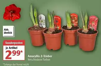 Globus Amaryllis 2-trieber Angebot