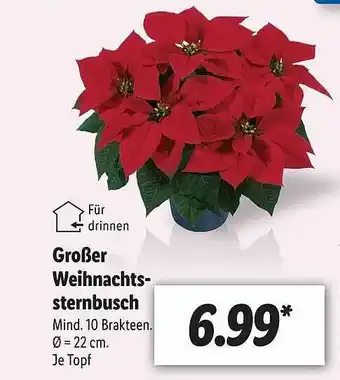 Lidl Großer Weihnachtssternbusch Angebot