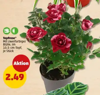 PENNY Topfrose Angebot
