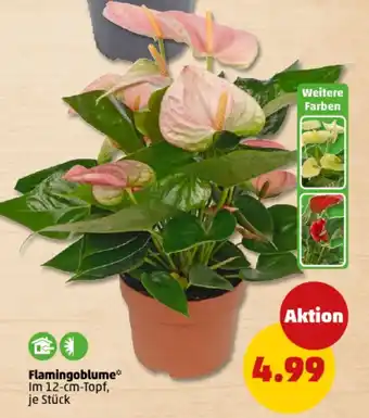 PENNY Flamingoblume Angebot