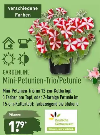 Aldi Nord Gardenline Mini Petunien Trio/Petunie Angebot