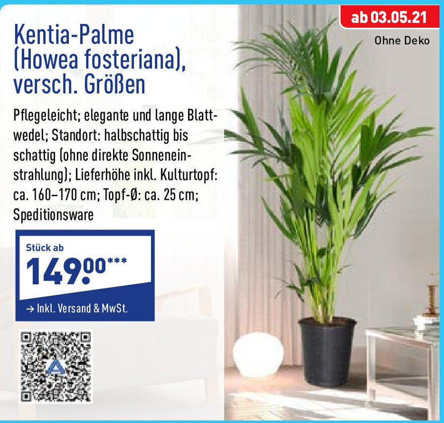 Kentia Palme (Howea fosteriana) versch. Gren Angebot bei Aldi Nord