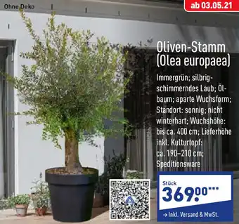 Aldi Nord Oliven Stamm (Olea europaea) Angebot