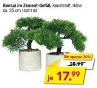 Möbel Boss Bonsai im Zement Gefäß Angebot