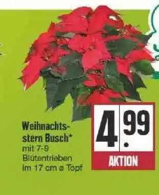 Edeka Weihnachts-stern Busch Angebot