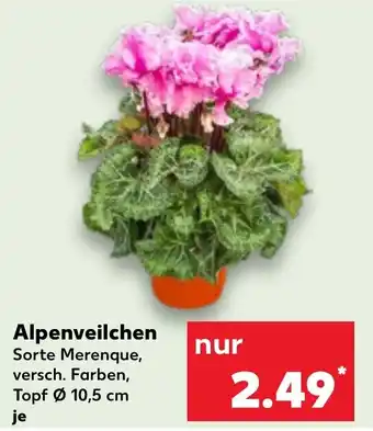 Kaufland Alpenveilchen Angebot