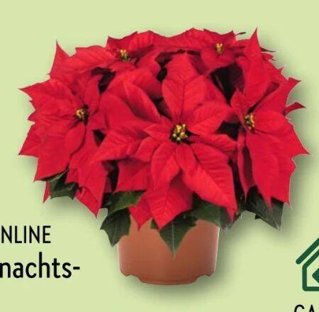 Weihnachtsstern Angebot bei Aldi Nord