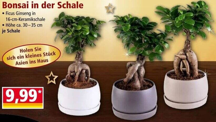 glückskastanie im schlafzimmer Glückskastanie Pachira Aquatica Zimmerpflanze Geldbaum – 40–50cm – Pfl main image 0