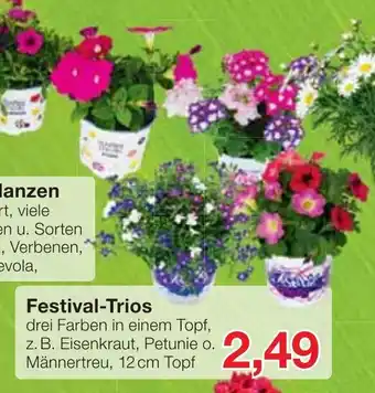 Jawoll Festival Trios Angebot