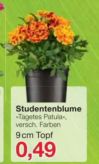 Jawoll Studentenblume Angebot