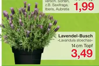 Jawoll Lavendel Busch Angebot