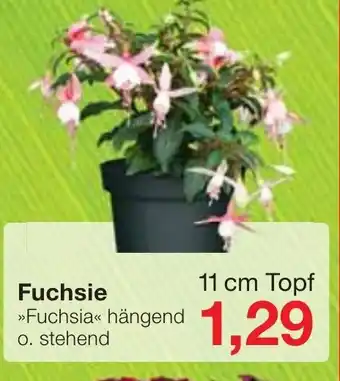 Jawoll Fuchsie Angebot