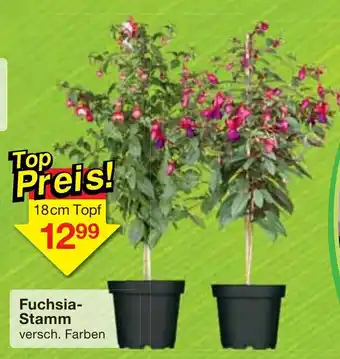 Jawoll Fuchsia Stamm Angebot