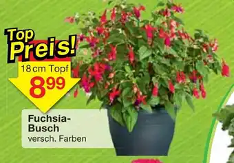 Jawoll Fuchsia Busch Angebot