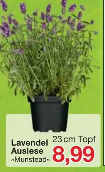 Jawoll Lavendel Auslese Angebot