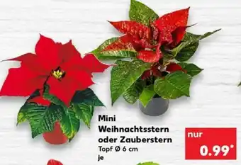 Kaufland Mini Weihnachtsstern oder Zauberstern Angebot