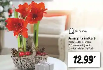 Lidl Amarylli Angebot