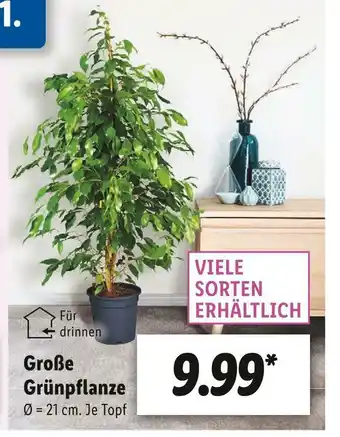 Lidl Große grünpflanze, viele sorten erhältlich Angebot