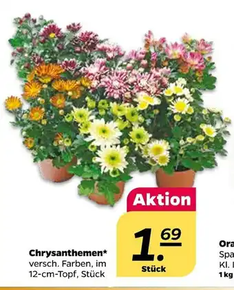 NETTO Chrysanthemen Angebot