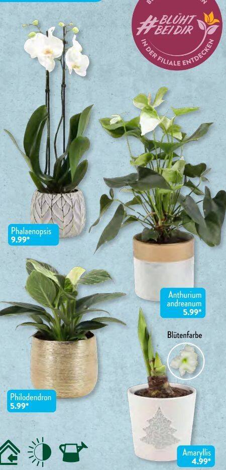 jumbo zimmerpflanzen Bambus (Fargesia) Jumbo 80-100cm als Ballenware